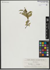 Foto von Salix hastata L.